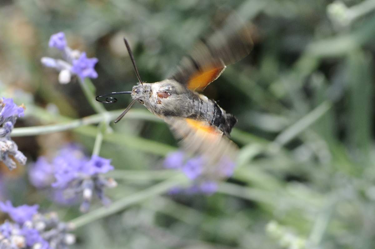 Macroglossum stellatarum